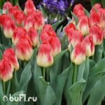 Тюльпан Match (5 луковиц)