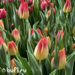 Тюльпан Match (5 луковиц)