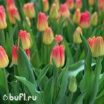 Тюльпан Match (5 луковиц)