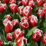 Тюльпан New Santa (5 луковиц)