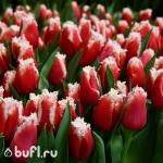 Тюльпан New Santa (5 луковиц)