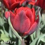 Тюльпан Red Princess (5 луковиц)