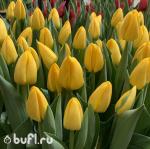 Тюльпан Novi Sun (5 луковиц)