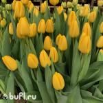 Тюльпан Novi Sun (5 луковиц)