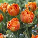 Тюльпан Orca (5 луковиц)