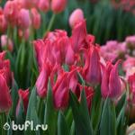 Тюльпан Pretty Love (5 луковиц)