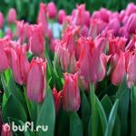 Тюльпан Pretty Love (5 луковиц)