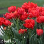 Тюльпан Abba (5 луковиц)