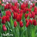 Тюльпан Pretty Woman (5 луковиц)