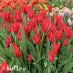Тюльпан Pretty Woman (5 луковиц)
