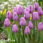 Тюльпан Alibi (5 луковиц)