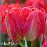 Тюльпан Flash Point (5 луковиц)