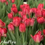 Тюльпан Flash Point (5 луковиц)