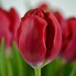 Тюльпан Red Power (5 луковиц)