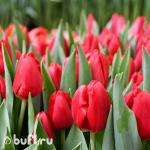 Тюльпан Red Power (5 луковиц)