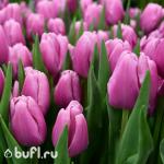 Тюльпан Argos (5 луковиц)