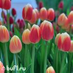 Тюльпан Roman Empire (5 луковиц)