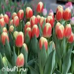 Тюльпан Roman Empire (5 луковиц)