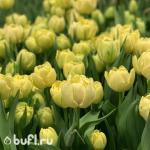 Тюльпан Avant Garde (5 луковиц)