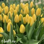 Тюльпан Avocado (5 луковиц)