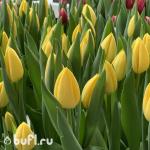 Тюльпан Avocado (5 луковиц)