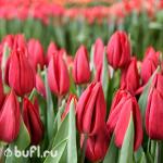 Тюльпан Strong Love (5 луковиц)