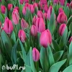 Тюльпан Barcelona (5 луковиц)