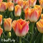 Тюльпан Sunrise Dynasty (5 луковиц)
