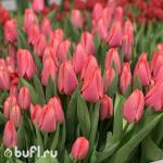 Тюльпан Barre Alta (5 луковиц)