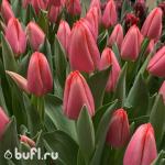 Тюльпан Barre Alta (5 луковиц)