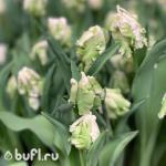 Тюльпан Super Parrot (5 луковиц)