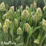 Тюльпан Super Parrot (5 луковиц)