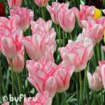 Тюльпан BeautyTrend (5 луковиц)
