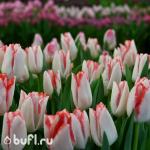 Тюльпан BeautyTrend (5 луковиц)