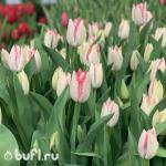 Тюльпан BeautyTrend (5 луковиц)