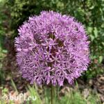 Лук декоративный Allium Gladiator (луковица)