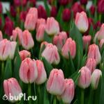 Тюльпан Supermodel (5 луковиц)