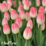 Тюльпан Supermodel (5 луковиц)