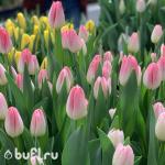 Тюльпан Supermodel (5 луковиц)