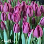 Тюльпан Bullit (5 луковиц)