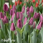 Тюльпан Bullit (5 луковиц)