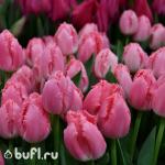 Тюльпан Cacharel (5 луковиц)