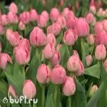 Тюльпан Cacharel (5 луковиц)