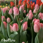 Тюльпан Cacharel (5 луковиц)