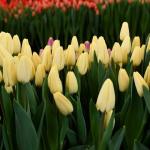 Тюльпан Creme Fraiche (5 луковиц)