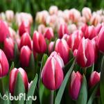 Тюльпан Crossover (5 луковиц)