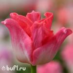 Тюльпан Crown of Dynasty (5 луковиц)