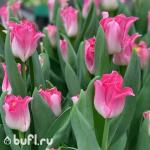 Тюльпан Crown of Dynasty (5 луковиц)