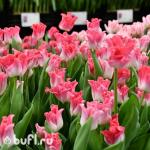 Тюльпан Crown of Dynasty (5 луковиц)