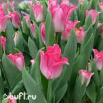 Тюльпан Crown of Dynasty (5 луковиц)